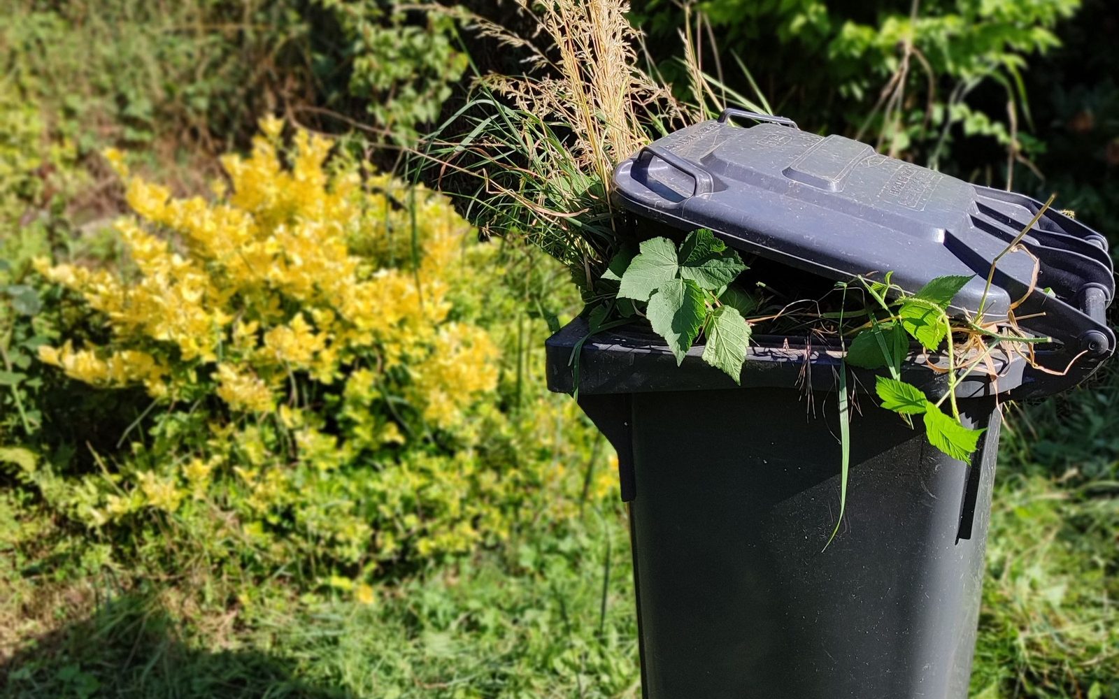 Wheeled bin overflowing with garden cuttings and grass beside a hedge